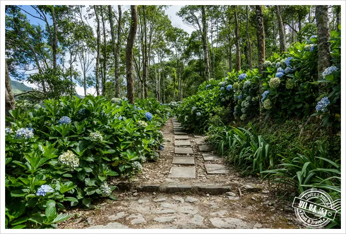 青山農場繡球花步道