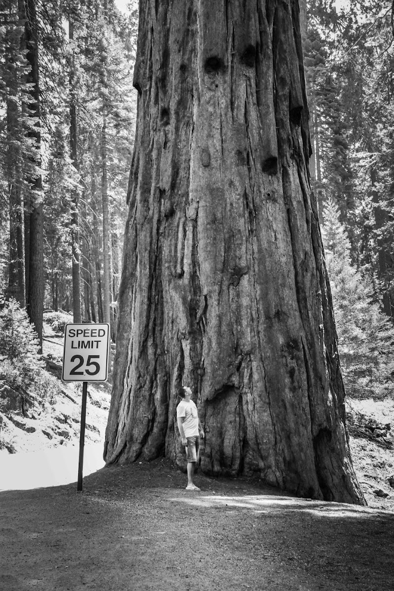 GENERAL SHERMAN SEQUOIA di pise