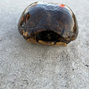 Striped Mud Turtle