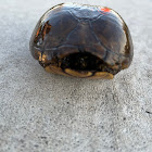 Striped Mud Turtle