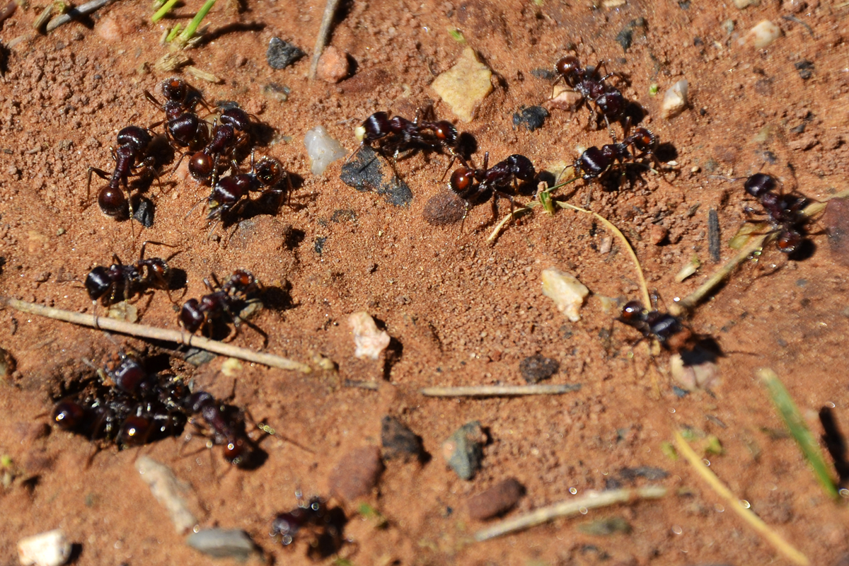 Unknown Ants