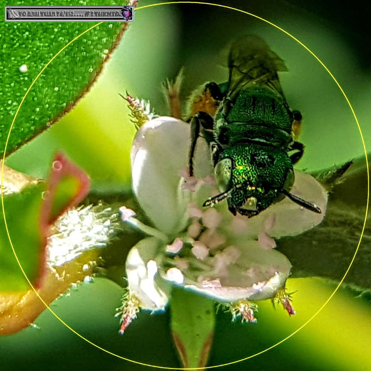 Green Metallic Bee with Giant pigweed