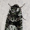 Explicit Arches Moth