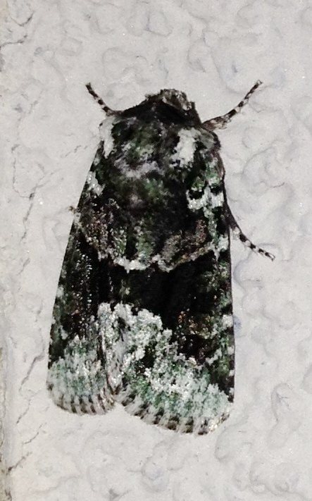 Explicit Arches Moth