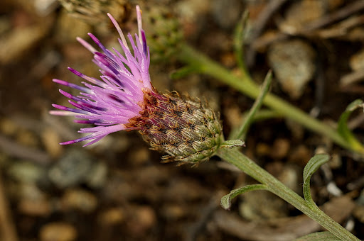 Centaurea gallaecica