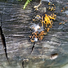 Staghorn Jelly Fungus (AKA Club-like Tuning Fork)