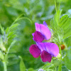 Spring Vetch