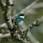 White-throated Hummingbird