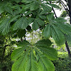 Horse chestnut