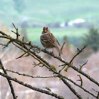 White Crowned Sparrow (immature)