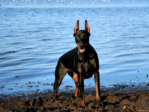 Doberman Dog Live Wallpaper