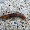 Three banded garden slug