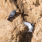 Rock Pigeon;