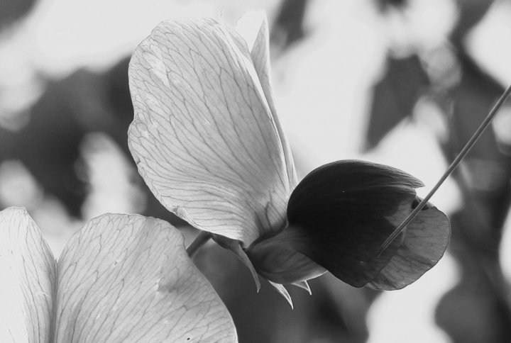 Petali come farfalla di salvo