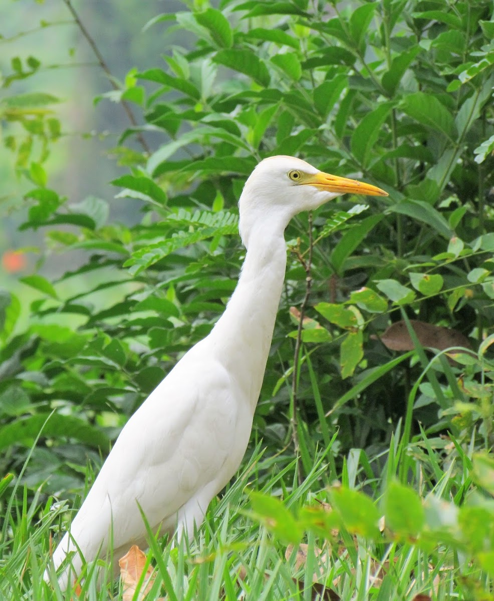 Cattle egret