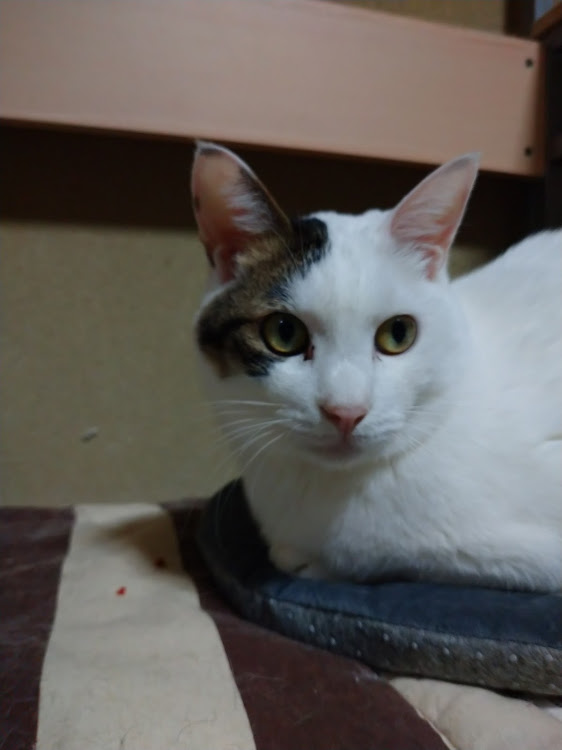 ワゴンRの新潟県長岡市・撮影スポット探し・愛猫🐈️・公園三ヶ所巡り・MCフルエアロ仕様に関するカスタム事例の投稿画像7枚目