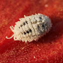 Mealybug