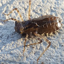 Dragonfly Nymph?