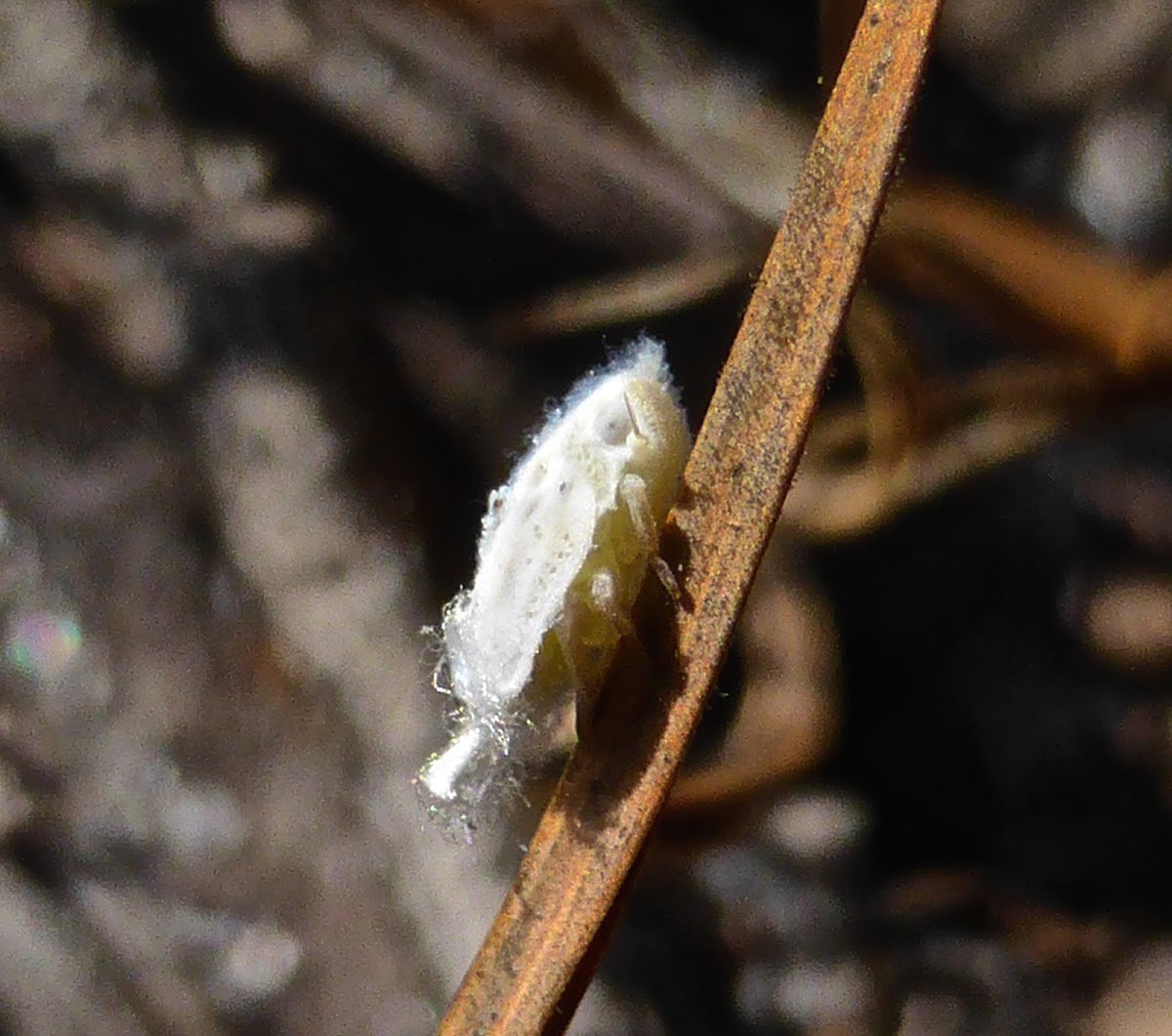 Northern Flatid Planthopper