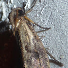 Tubeworm Moth