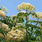 European black elderberry