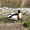 Shelduck; Tarro Blanco