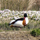 Shelduck; Tarro Blanco