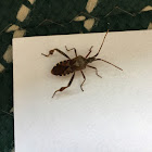 Western Conifer Seed Bug