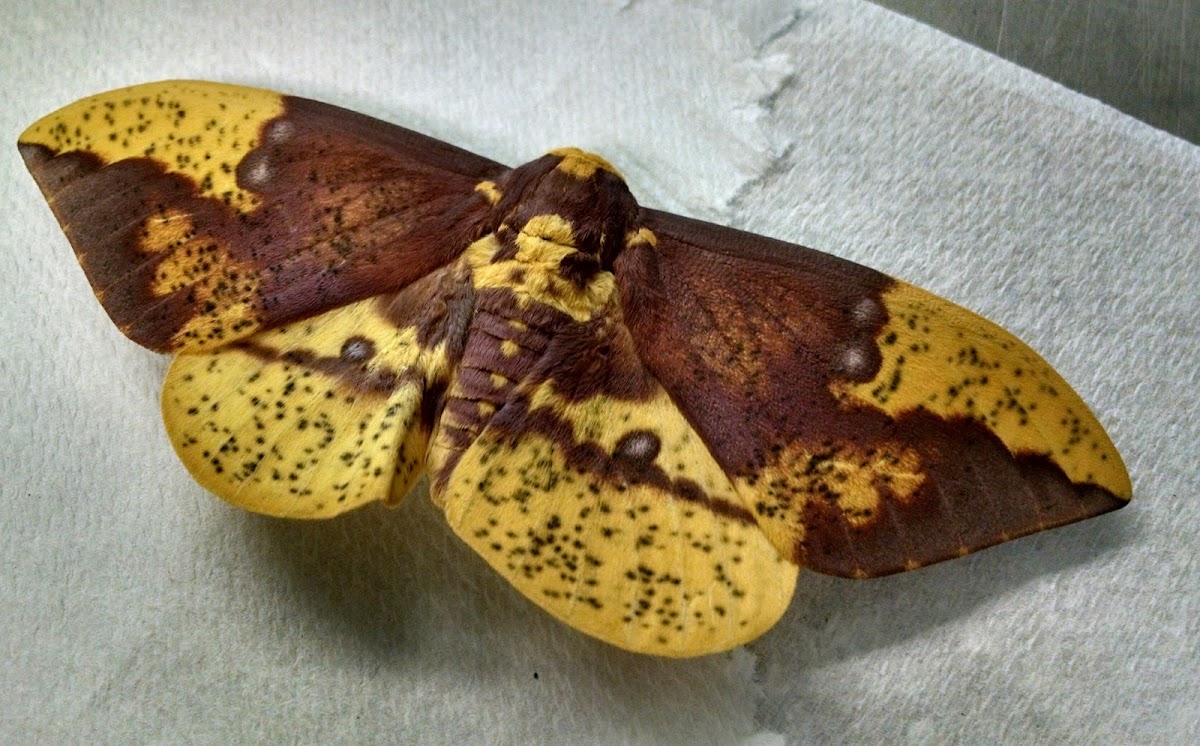 Imperial Moth