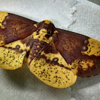 Imperial Moth