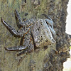 Mangrove Tree Crab