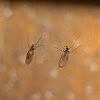 Fungus Gnats