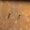 Fungus Gnats