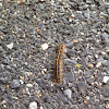 Eastern Tent Caterpillar