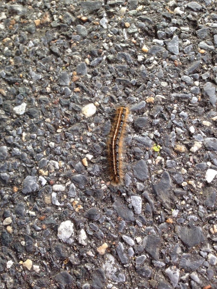 Eastern Tent Caterpillar