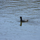 American Coot