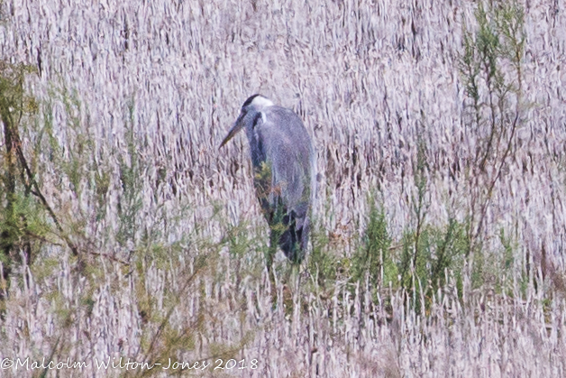 Grey Heron; Garza Real