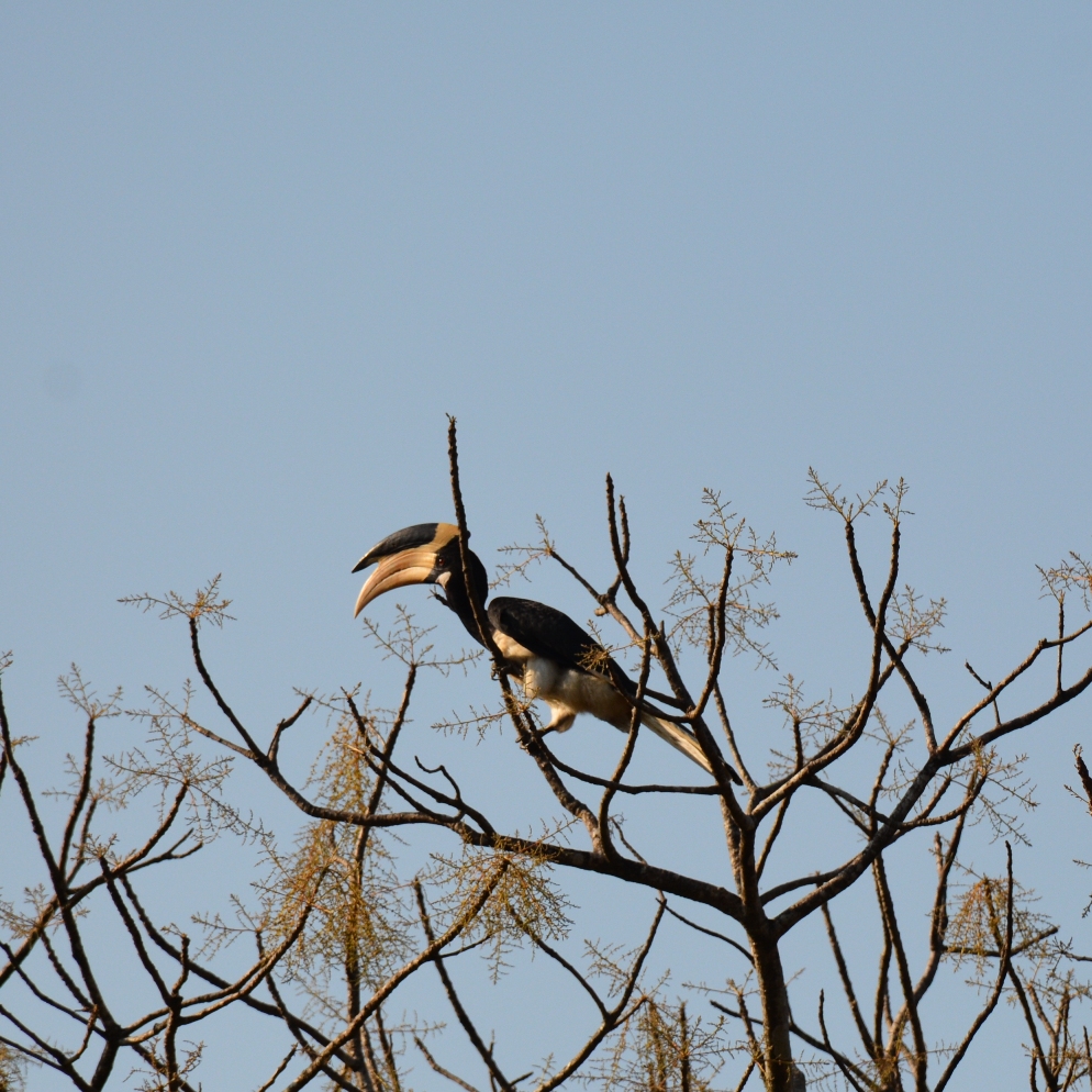 Malabar Pied Hornbill