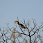 Malabar Pied Hornbill