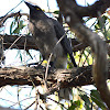 Grey Currawong