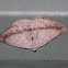 Bracken Fern Geometrid Moth