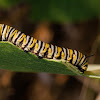 Monarch Butterfly (caterpillar)