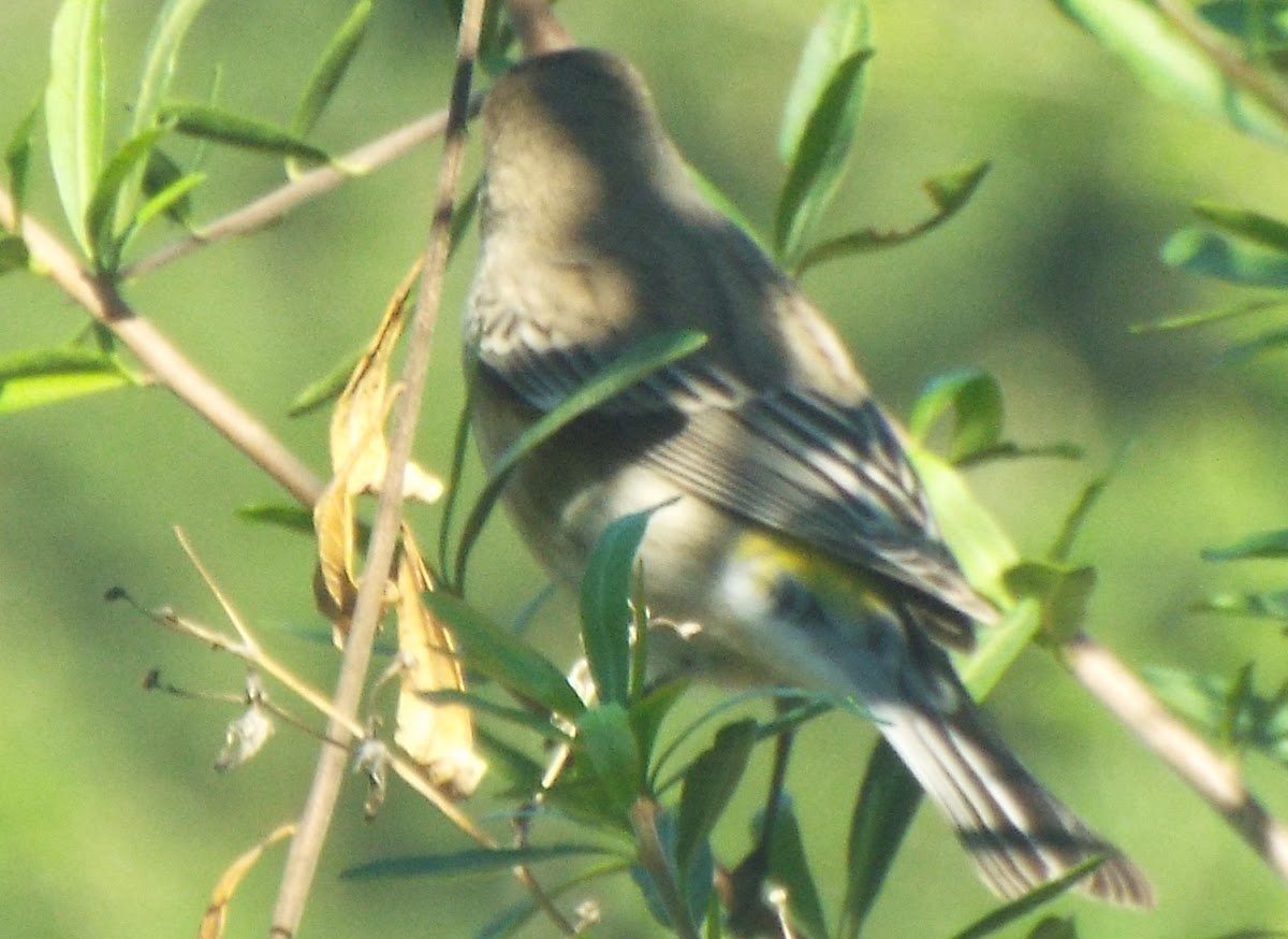 Virginia's Warbler