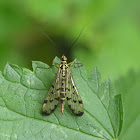 Scorpion Fly