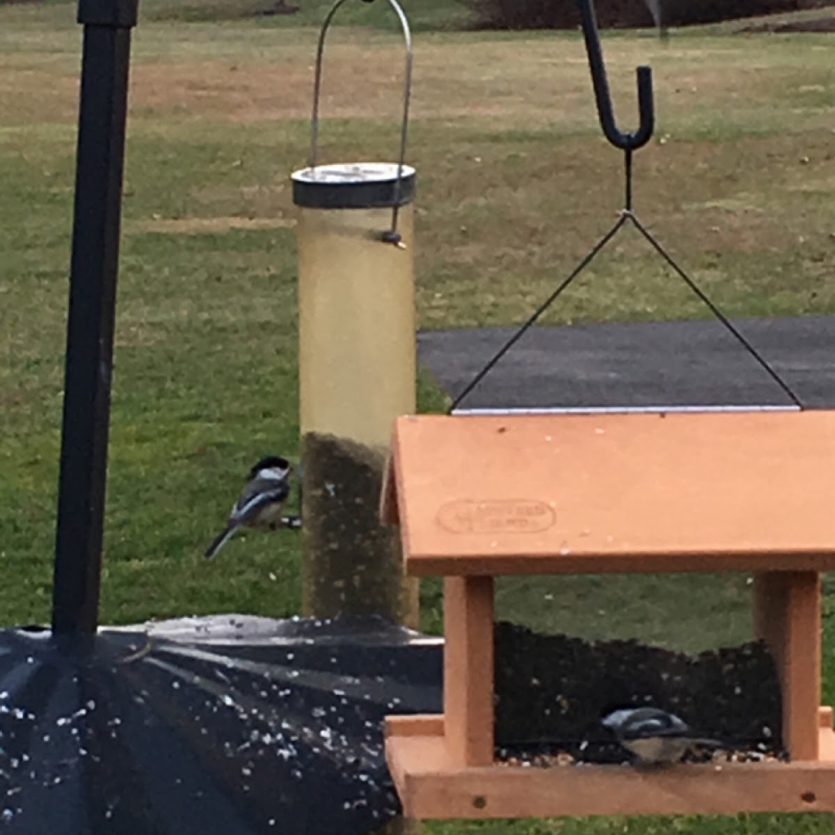 Black-capped Chickadee