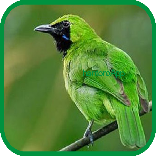 Kicau Cucak Ijo Mini Juara Apps En Google Play