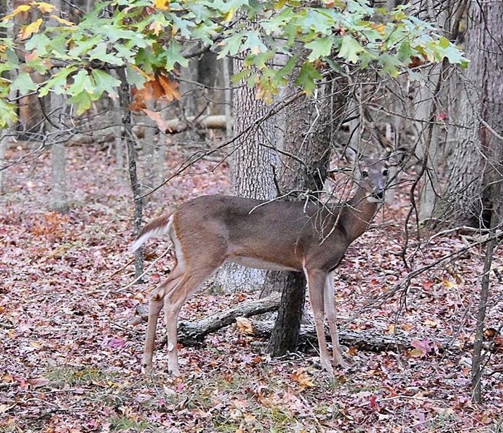 White Tail Deer