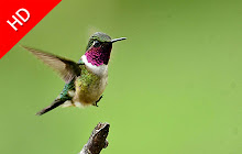 Hummingbirds - New Tab in HD small promo image