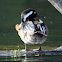 Hooded Merganser Duck (Male)