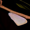 Flatid Planthopper